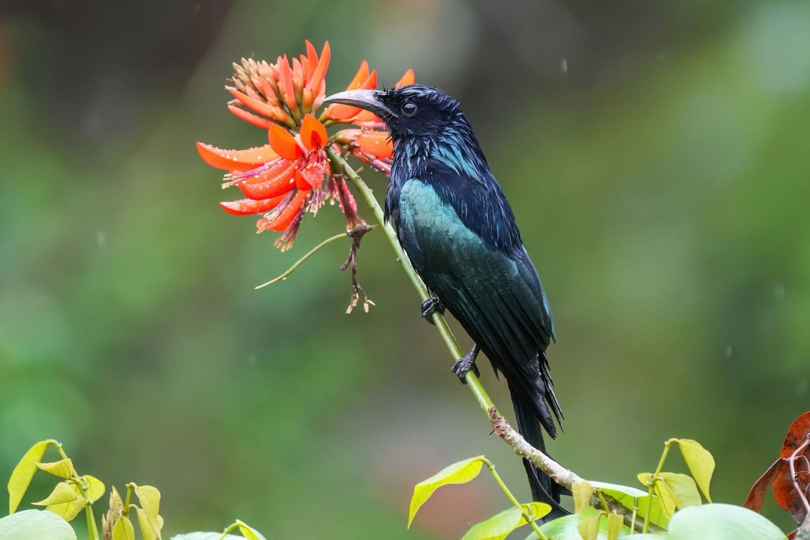A hair-crested drongo perched among red flame-of-the-forest flowers in the rain