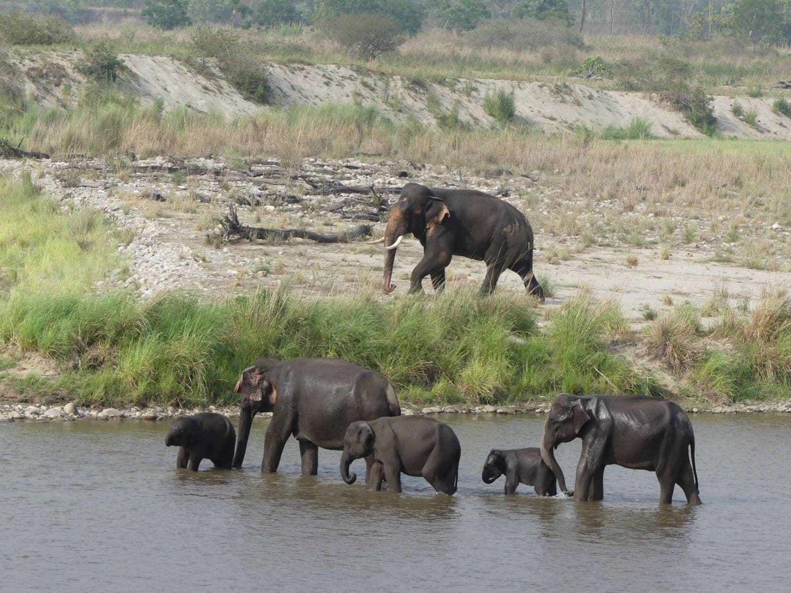 A herd of Asian elephants crossing the Ramganga river below a grassy bank