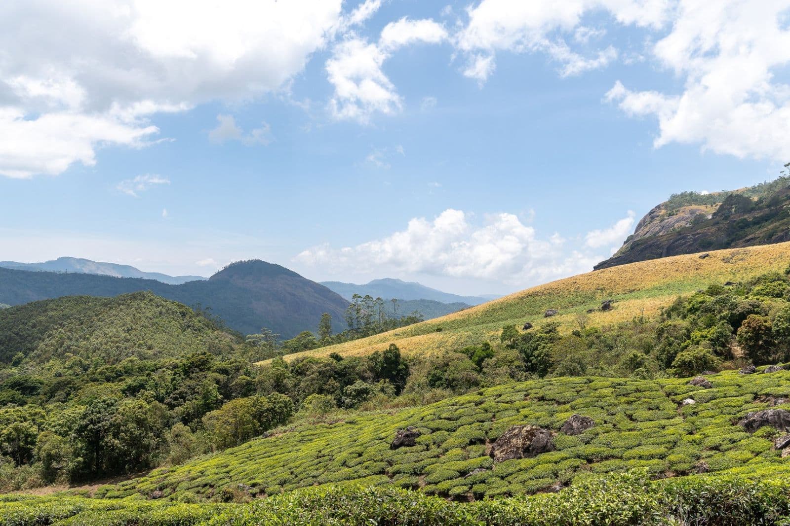 Rolling tea estates and grassland below the hills at Eravikulam